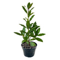 Bay Laurel Plant Live Bay Leaf Plant, 8" to 10" Tall, 4 Inch Pot Laurus Nobilis Live Plant Sweet Bay Leaf Tree Live Plant Herbs Indoor Outdoor Garden