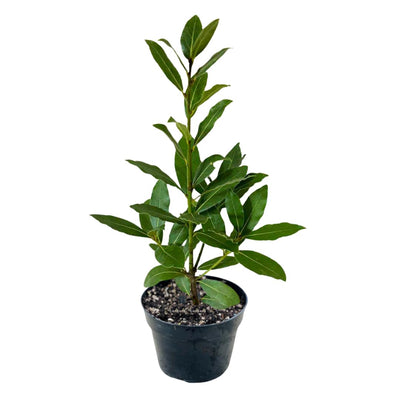 Bay Laurel Plant Live Bay Leaf Plant, 8" to 10" Tall, 4 Inch Pot Laurus Nobilis Live Plant Sweet Bay Leaf Tree Live Plant Herbs Indoor Outdoor Garden