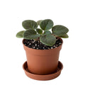 Pink African Violet Plant Live, 4 Inch Pot, Indoor Flowering Plant