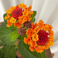 2 Orange Lantana Plants Live Trees, Ready to Bloom, Hardy Long Blooming Seasons, Vibrant Colorful Perennial Fragrant, 5-10" in Tall, Full Sun Growing