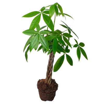 Money Tree Live Plant, Money Trees Well Rooted from 6 to 10 Inches Tall, Tropical Indoor Plant for Home Office Decor