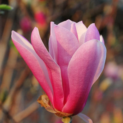 Magnolia Tree Live Plant for Planting, Magnolia Flowers Bush 6 to 12 Inches Height, in Pot, Fragrant Magnolia Shrub (Jane Magnolia)