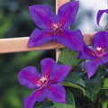 Purple Clematis Live Plant in 2.5" Pot, Flowering Climbing Clematis Vine Starter for Outdoor Garden and Trellis, Well Rooted
