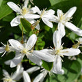 Clematis Vine Plant Live for Planting, Clematis Plant Live in 2.5 Inches Pot, Clematis Flowers Perennial
