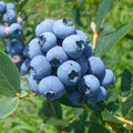 Sharpblue Blueberry Plant Live for Planting, Blueberry Bushes for Planting, 4"-7" Cold Hardy Blueberries Southern Highbush