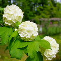Old Fashion Snowball Viburnum Plant Live in 4 Inc Potted, 6 Inc to 12 Inc Tall, Viburnum Bush Plant Pot