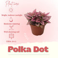 Polka Dot Live Plant, Polka Dot Plant, Small Indoor Plants, 2.5 Inches Pot for Indoor or Outdoor Houseplant (Rose)