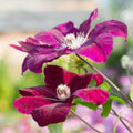 Clematis Vine Plant Live for Planting, Red Velvet Clematis Plant Live in 2.5 Inches Pot, Clematis Flowers Perennial