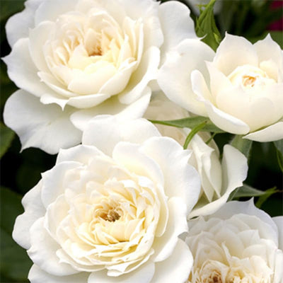 White Rose Live Plant, Can Grow As Rose Bushes Shrubs or Climbing, Fragrant Ready to Plant, Starter Size, 5 to 10 Inc Tall, Dormant in Winter
