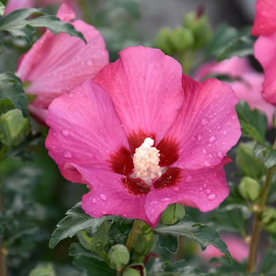 1 Dark Pink Rose of Sharon Plant Live 4 Inch Pot, Hibiscus Plant with Stunning Flowers, Pink Althea Hibiscus Syriacus