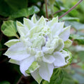 White Blue Clematis Vine Plant Live for Planting, Fragrant Clematis Plant Live in 2.5 Inches Pot, Clematis Flowers Perennial