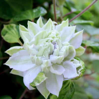 White Blue Clematis Vine Plant Live for Planting, Clematis Plant Live in 2.5 Inches Pot, Clematis Flowers Perennial