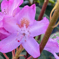 1-2 Feet Rhododendron Plants Live Bush Shrubs in 1 Gallon Pot for Planting, Azalea Bush Ready Plant, Live Rhododendron Plant Azalea (Light Pink)