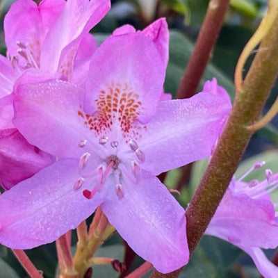 1-2 Feet Rhododendron Plants Live Bush Shrubs in 1 Gallon Pot for Planting, Azalea Bush Ready Plant, Live Rhododendron Plant Azalea (Light Pink)