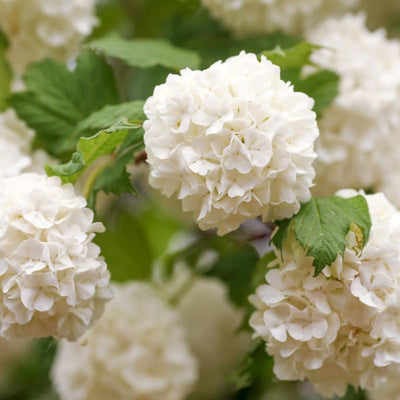 Fragrant Viburnum Tree Live Plant Shrub in Pot, 8 Months Old Bush Ready to Grow Ready to Grow Outdoor Fragrant, 6-12"