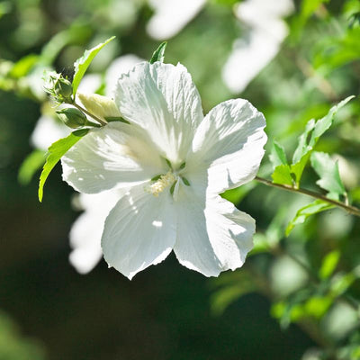 1 White Rose of Sharon Plant Live 4 Inch Pot, Hardy Hibiscus Shrub with Vibrant Blooms, Althea Hibiscus Syriacus Flowers