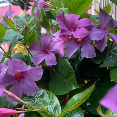 Set 2 Purple Mandevilla Live Plants, 5-9" Tall Mandevilla Plant Potted, Well Rooted Perennial Flowers Shrub Plants, Ornamental Plants for Outdoors