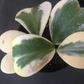 Hoya Kerrii Heart Plant, Variegated Hoya Plant Live Houseplants 2 Inches Potted to Plant Indoor
