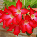Red Desert Rose Live Plant, Succulent Cactus Plant, Adenium Desert Rose Plant Live, Colorful Bonsai Tree, 4 to 8 Inches Tall