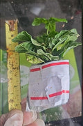 2 Fragrant Jasmine Tree Live Plant Vine, Jasmine Outdoor Indoor Planting, White Flower Plant, 3 to 5 Inc Tall, Starter Plant