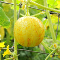 4 Lemon Cucumber Plants Live, 3 to 5 Inches Tall, Cucumber Live Plants for Planting, 4 Inch Pot