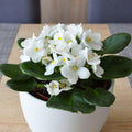 White African Violets Live Plants in Pots, Live African Violet Plants House Plant for Indoor Outdoor Décor, 4" Pot, Well-Rooted and Year-Round Blooming