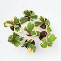 Hoya Kerrii Plant, Variegated Hoya Plant Live Houseplants in 4'' Pot, Well Rooted for Growing Indoor Outdoor