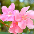 Live Oleander Plant, Pink Oleander Plant Live, Oleander Live Plant, 4 Inc Pot, Oleander Plant Pot