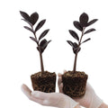 2 Black ZZ Plant, ZZ Tree Live Plant, House Plant Live for Gardening Indoors Outdoors, 4 to 6 Inc Tall