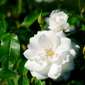 White Rose Live Plant, Can Grow As Rose Bushes Shrubs or Climbing, Fragrant Ready to Plant, Starter Size, 5 to 10 Inc Tall, Dormant in Winter