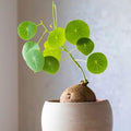 3-3.5'' Stephania Cephalantha Plant, Rare Caudex Bulb Succulent Houseplant, Already Sprouts, Cold Hardy, Easy Care, Home Decor