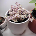 Pink Callisia Repens Plant Live, Callisia Repens Succulents Plant Live, Pink Turtle Vine Live Indoor House Plant 2Inch Pot for Growing