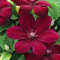 Red Clematis Live Plant in 2.5" Pot, Flowering Climbing Clematis Vine Starter for Outdoor Garden and Trellis, Well Rooted