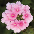 Pack 3 Pink Verbena Plants Live Perennial Ground Cover, No Pot, 5-9" in Tall, Can Grow As Trailing Bushes, Spring Flowers