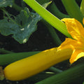 Yellow Zucchini Squash Live Plants, Squash Vegetable Plants Live for Home Garden Plant, from 4'' in Height