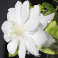 White Clematis Live Plant in 2.5" Pot, Flowering Climbing Clematis Vine Starter for Outdoor Garden and Trellis, Well Rooted