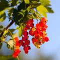 Red Currant Plant Live Well Rooted, 1 Year Large Bare Root, Red Currant Bush Live Plant 5-9 Inch Height, Currant Berries