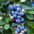 Fast-Growing Blueberry Plant Live for Planting, Blueberry Bushes for Planting, 4"-7" Cold Hardy Blueberries Southern Highbush