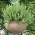 Set 2 Pots Rosemary Plants, Fragrant Rosemary Plants, 4 to 6 Inch Tall, 4 Inch Pot Perennial Herb Plant for Growing