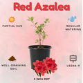Azalea Live Plant, Live Azalea Plants, Flowering Shrub with Vibrant Red Blooms, 4-7 Inches Tall in 4 Inch Pot (Red)