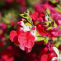 Set 4 Hot Lips Salvia Plants 4-7 Inches, Vibrant Red and White Salvia Flowers, Hardy Perennial for Garden and Landscape