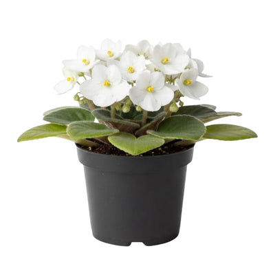 African Violet Plant, Live African Violet Flowers in 4'' Pot, Low-Maintenance Indoor Flowering Plant with Vibrant Blooms (White Blooms)