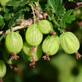 Sweet Gooseberry Plant Live for Planting, Gooseberry Bush Live Plant 5 to 9 Inch Height, Gooseberry Fruit Tree
