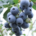 Sharpblue Blueberry Plant Live for Planting, Blueberry Bushes for Planting, 4"-7" Cold Hardy Blueberries Southern Highbush