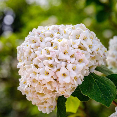 Rare Viburnum Tree Live Plant Shrub in Pot, 8 Months Old Bush Ready to Grow Ready to Grow Outdoor Fragrant, 6-12"