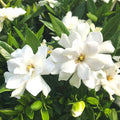 2 Cape Jasmine Plants Live, Frost Proof Gardenia Plant, 5 to 7 Inc Tall, Fragrant Flower Plant, Blooming Jasmine Plants