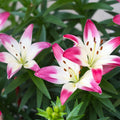 2 White Pink Lily Bulbs, Lily Flower Bulbs, Lily Bulbs for Spring Planting, Lilies Bulbs, Spring Flower Bulbs, Grow Well Indoor Outdoor