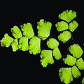 Live Fern Plant Pot, Maidenhair Fern Plant Live, 4 to 5 Inches Tall