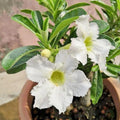 White Desert Rose Plant Live, Adenium Desert Rose Flowers, Perennial Flowers Succulent Plant, Vibrant Bloom, 4 to 7 Inch Tall, Well Rooted