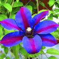 Purple Clematis Vine Plant Live for Planting, Clematis Plant Live in 2.5 Inches Pot, Clematis Flowers Perennial